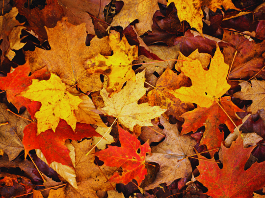 Different coloured autumn maple leaves.