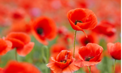 Un champ de coquelicots.
