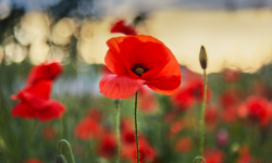 Un champ de coquelicots.